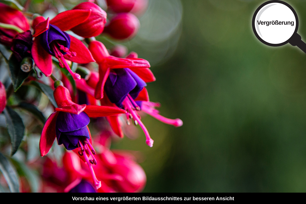 3-108-1354-bild-gross-natur-bluete-frueling_l