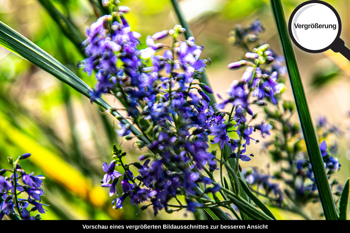 3-108-1373-bild-gross-sommer-sonne-blume_l