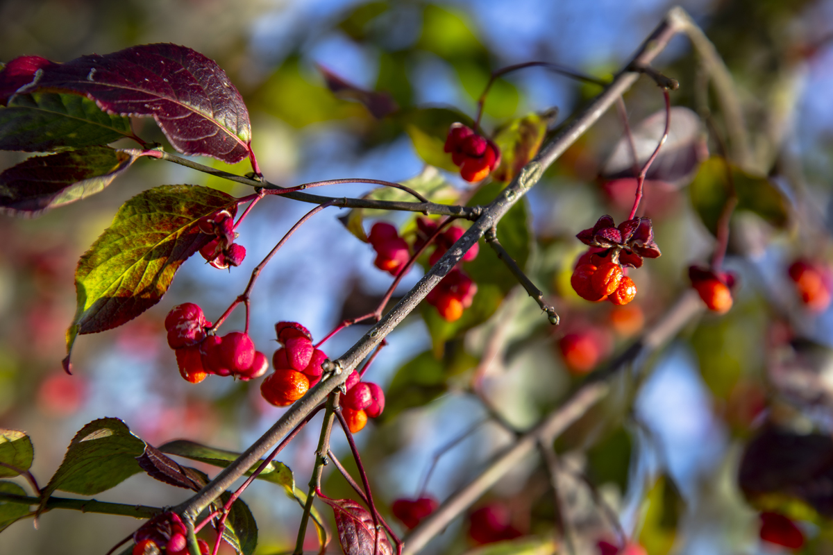 1-108-1403-beeren-zweig-blatt-contemporary-art-limitiert_l