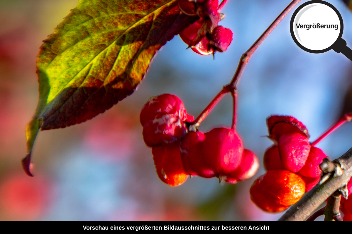 3-108-1403-bild-gross-beeren-zweig-blatt_l