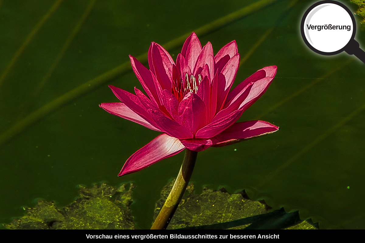 3-108-1407-bild-gross-lilie-teich-gruenes-wasser_l