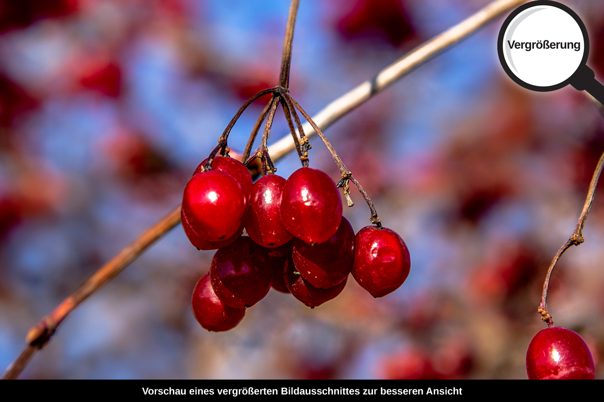 3-108-1411-bild-gross-beere-zweig-rot_l