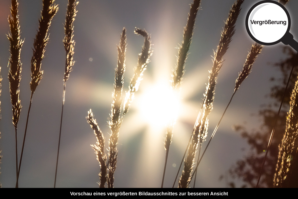 3-108-1521-bild-gross-sonne-abend-feld_l