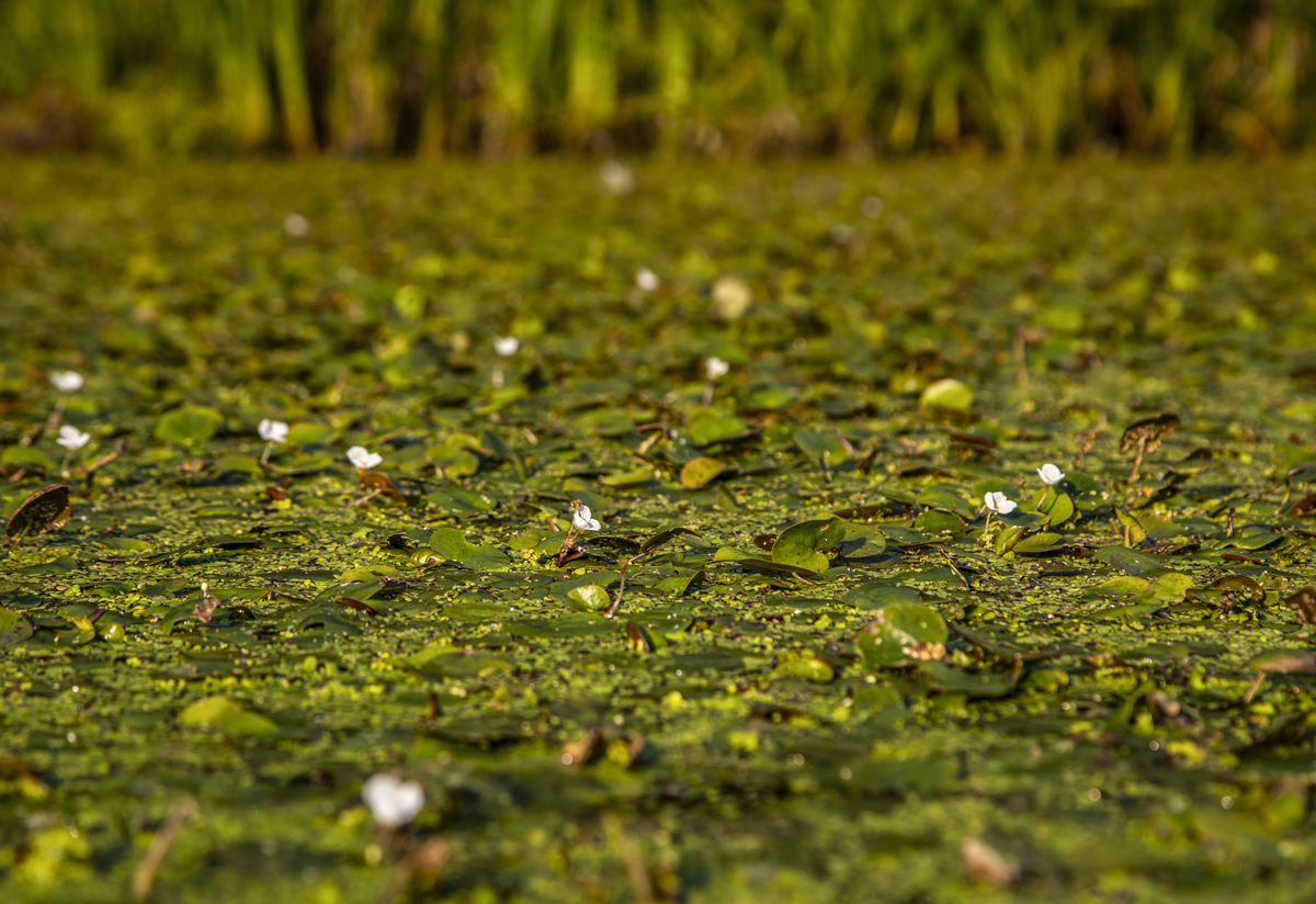 1-108-1556-teich-pflanzen-blumen-gruen-praesentation-coole-bilder_l