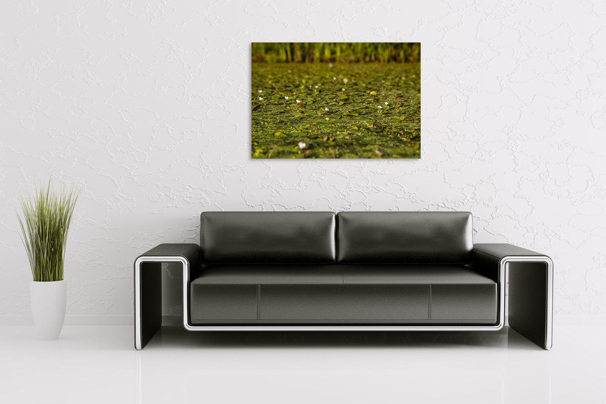 2-108-1556-wohnzimmer-teich-pflanzen-blumen-gruen-praesentation-coole-bilder_l