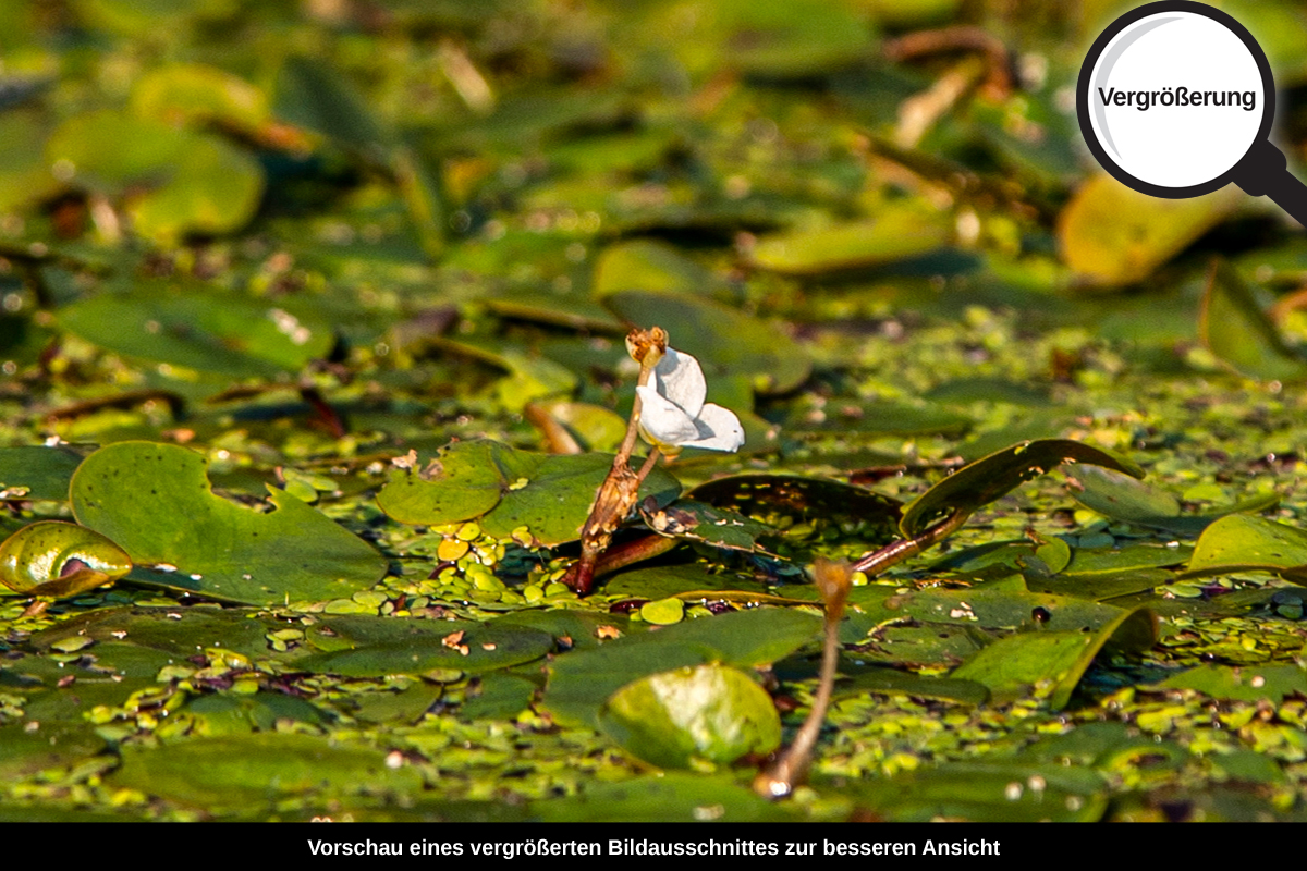 3-108-1556-bild-gross-teich-pflanzen-blumen-gruen_l