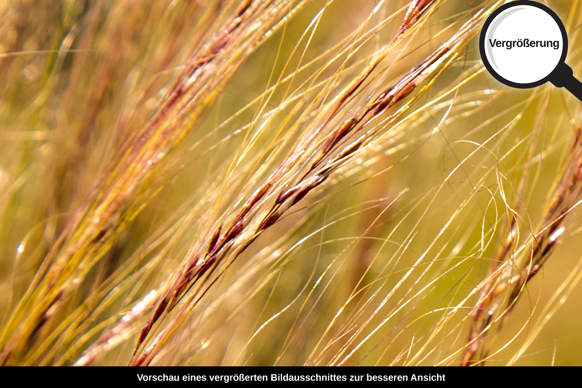 3-108-1583-bild-gross-aehren-feld-sommer_l