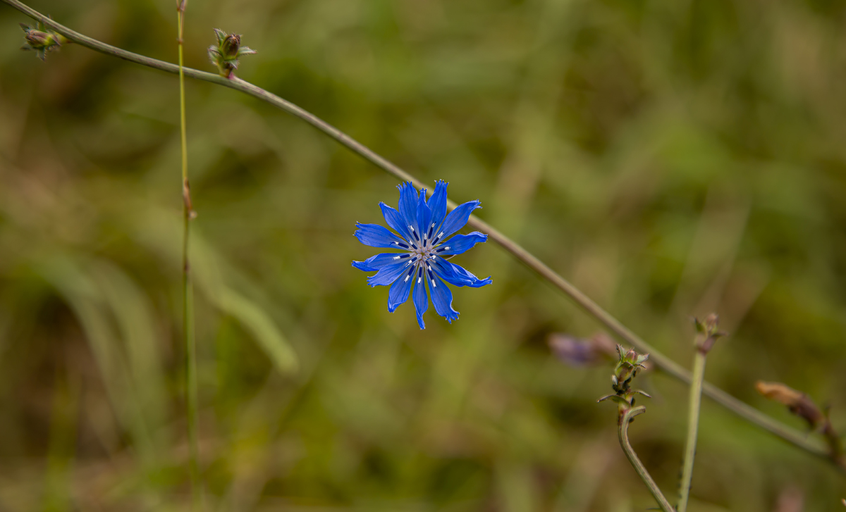 1-108-1590-blume-blau-schoen-feld-muenchen-bilder-gemaelde_l