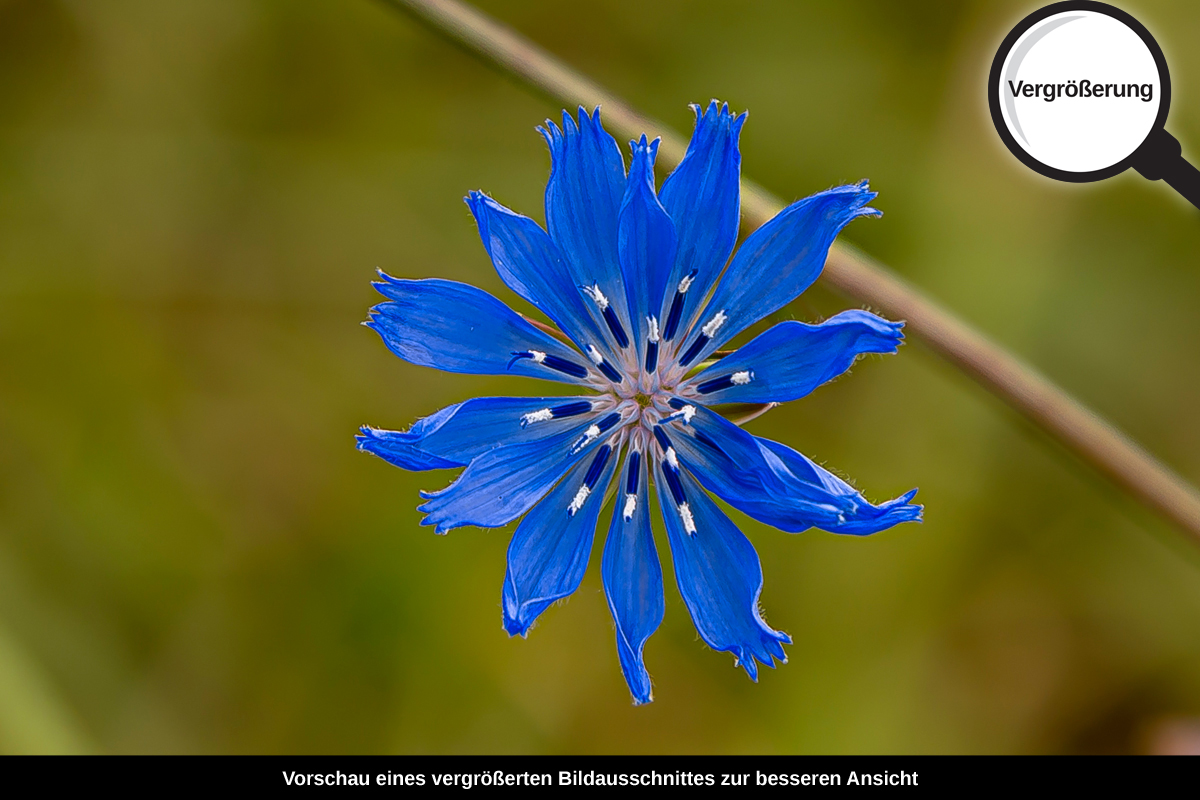 3-108-1590-bild-gross-blume-blau-schoen-feld_l