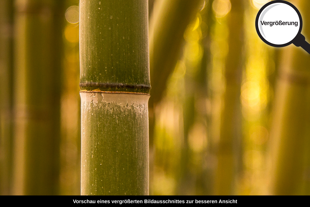 3-108-1607-bild-gross-bambus-dickicht-sonnenlicht_l