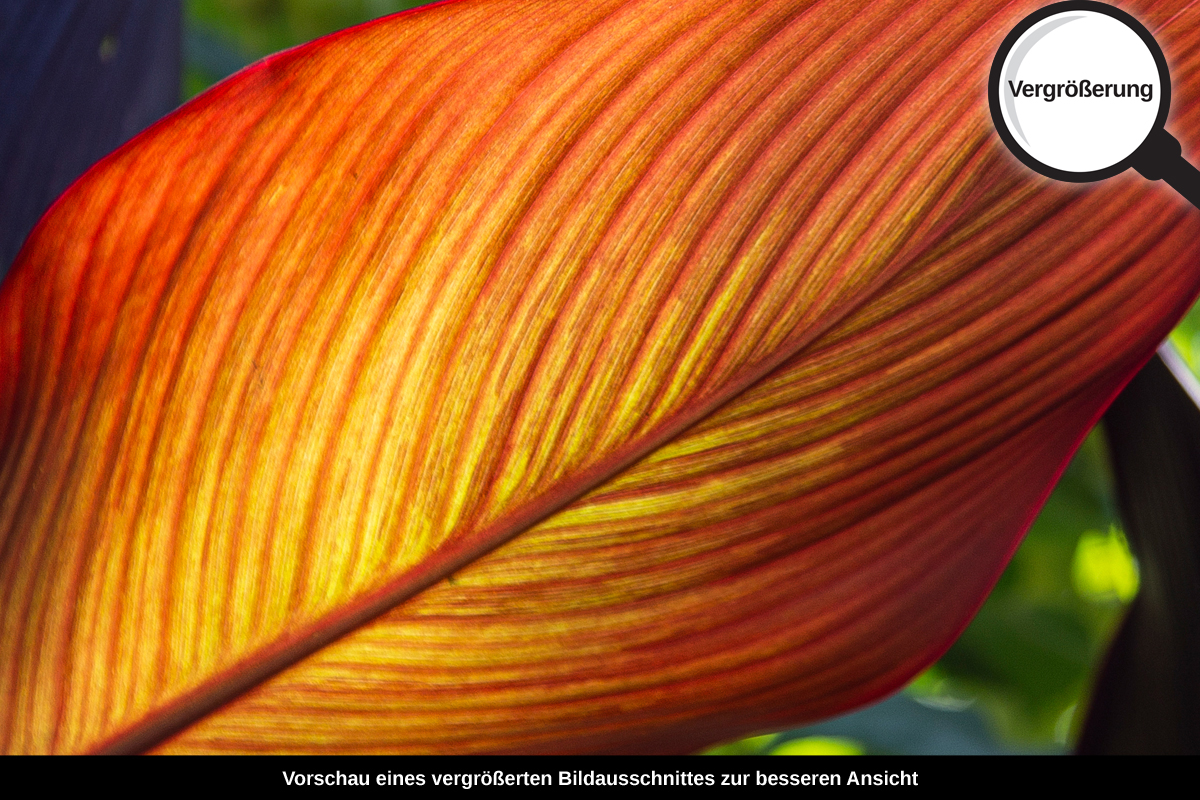 3-108-1611-bild-gross-strahlend-blatt-sommer_l