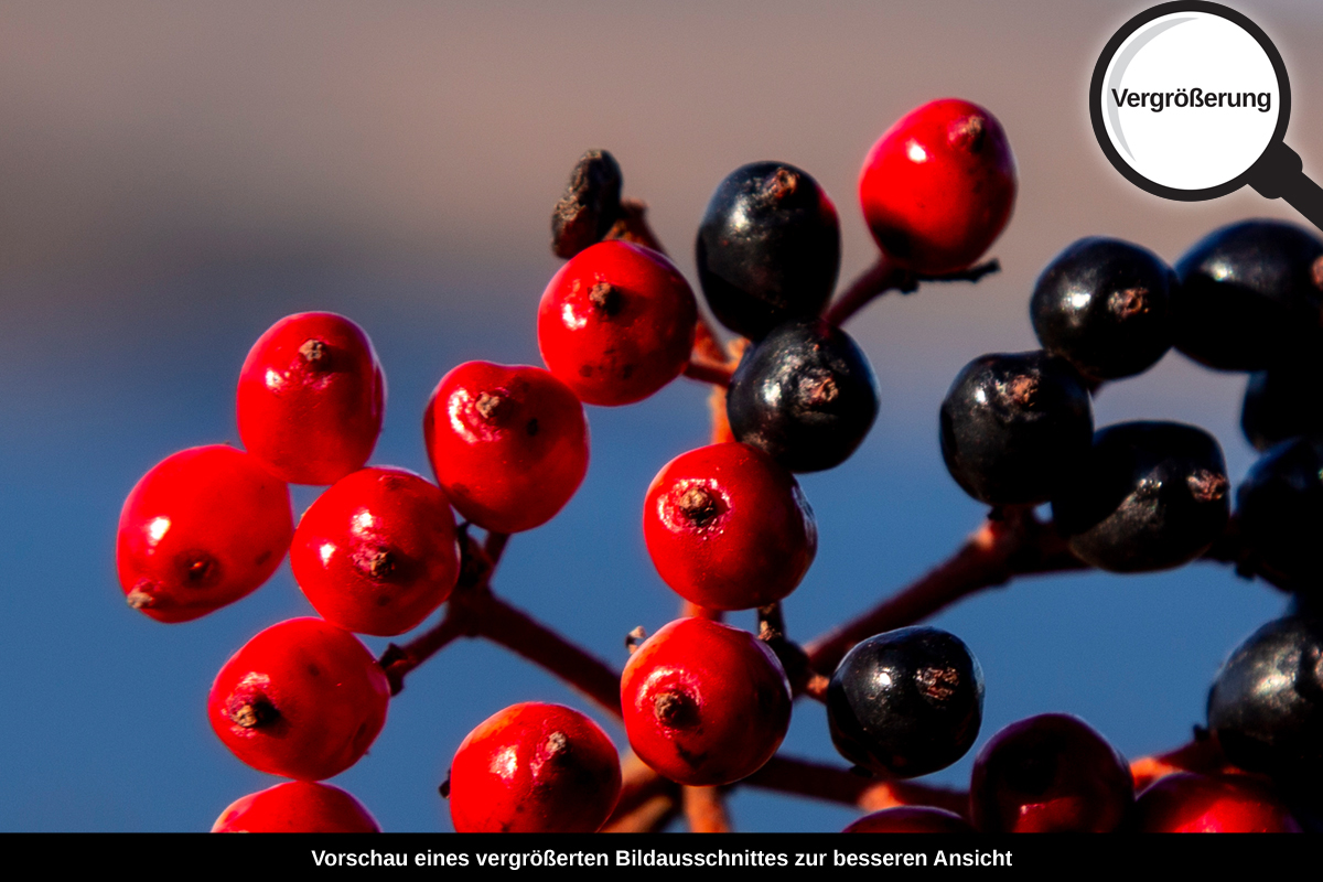 3-109-1523-bild-gross-beere-rot-schwarz_l