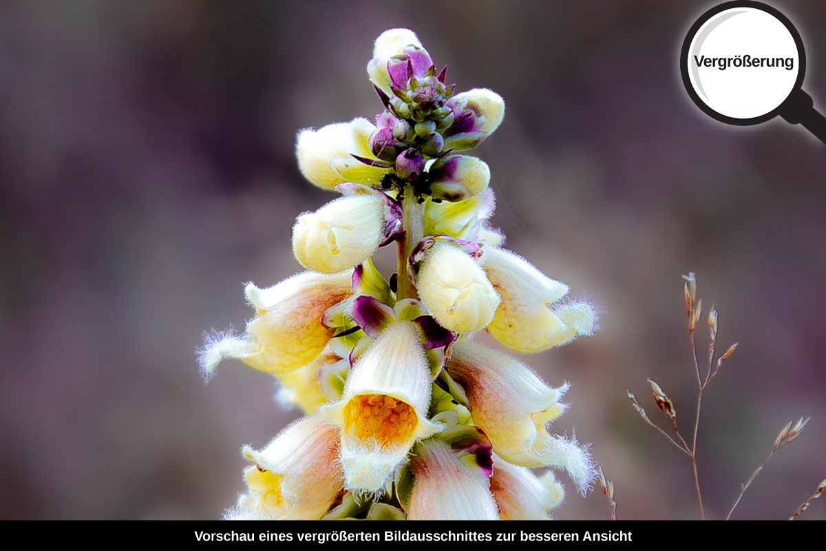3-109-1527-bild-gross-blume-violett_l