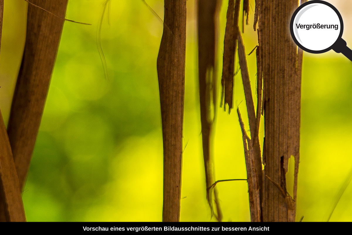 3-109-1549-bild-gross-trocken-blatt-sommer_l