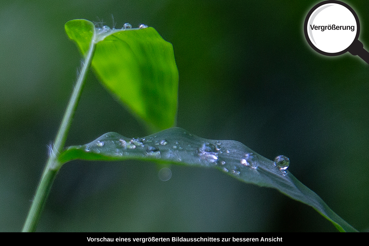 3-109-1599-bild-gross-pflanze-tropfen_l