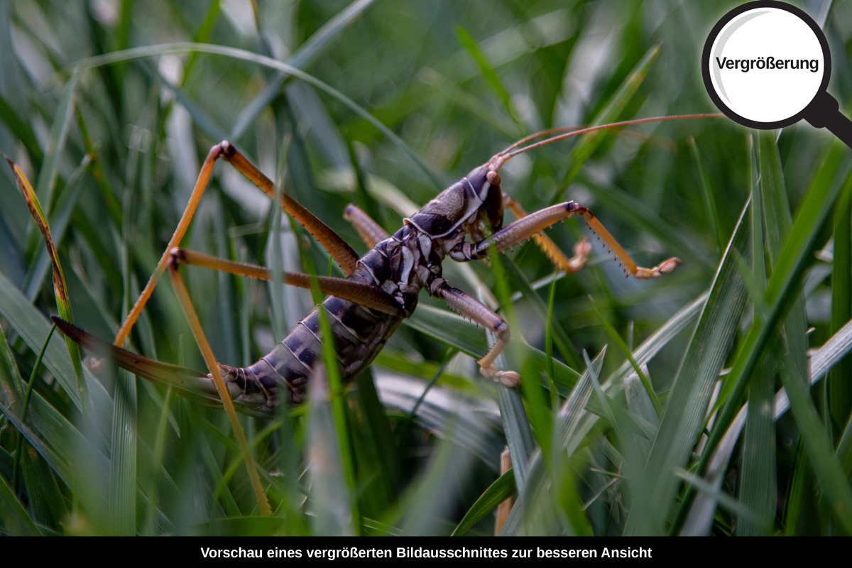 3-114-1550-bild-gross-insekt-huepfer-gras-gruen_l