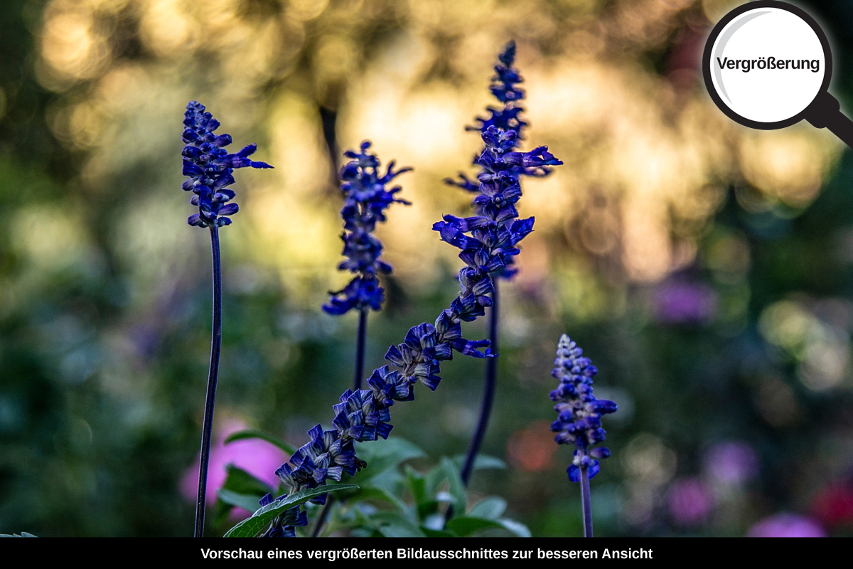 3-117-1334-bild-gross-blumen-feld-bunt-sommer_l