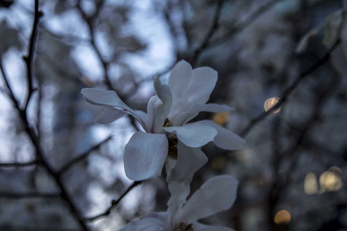 1-117-1335-blume-weiss-fruehling-bilder-online-kaufen-frei-waehlbaren-groessen_l