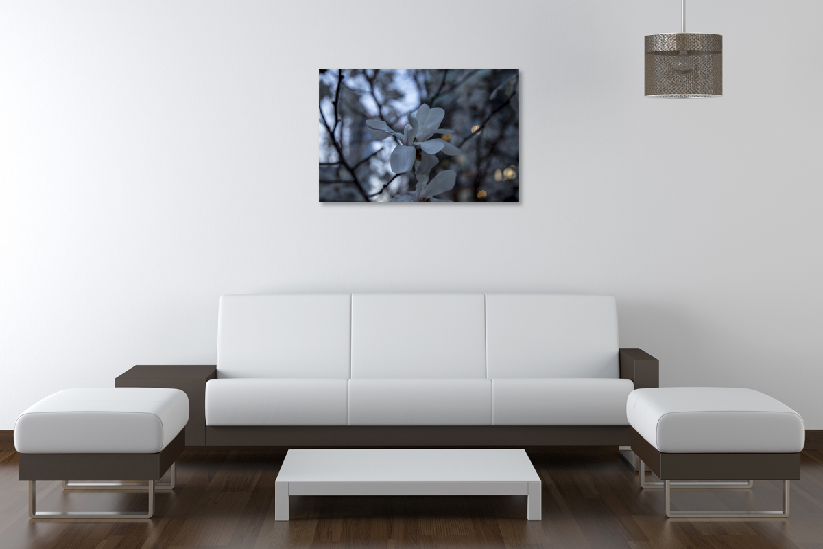 2-117-1335-wohnzimmer-blume-weiss-fruehling-bilder-online-kaufen-frei-waehlbaren-groessen_l