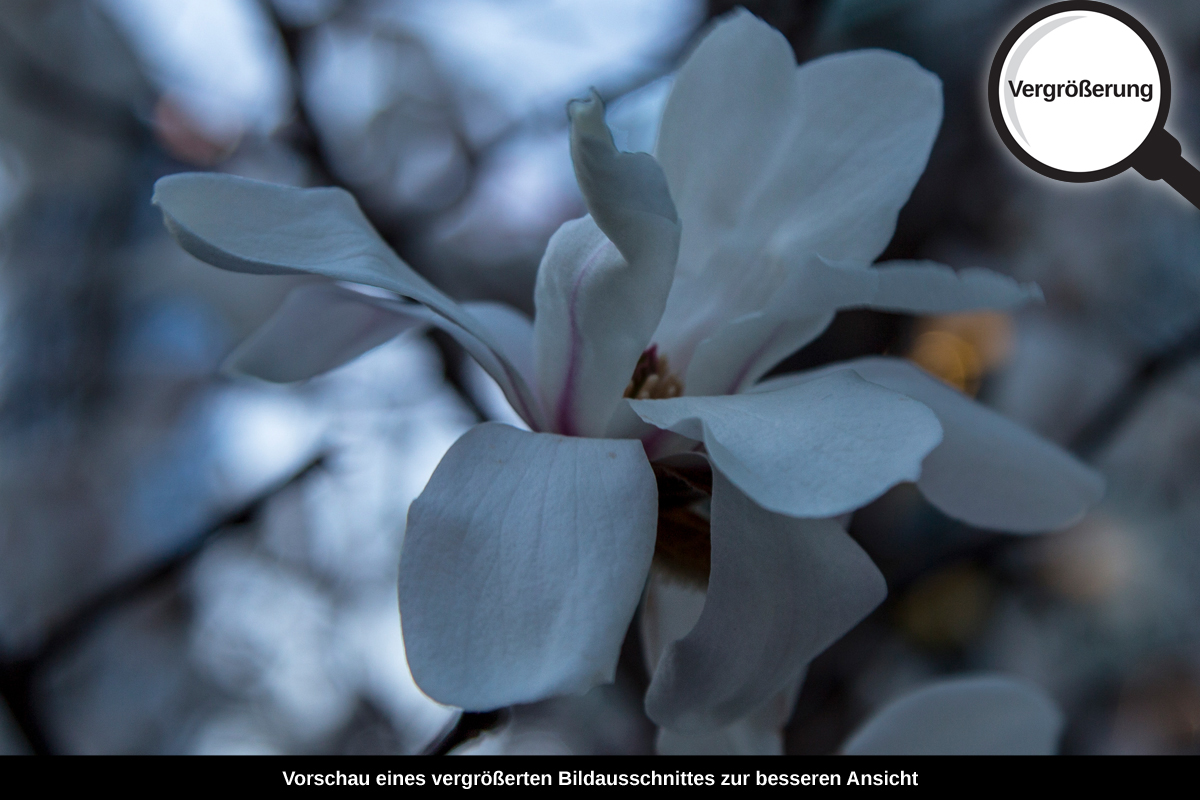 3-117-1335-bild-gross-blume-weiss-fruehling_l