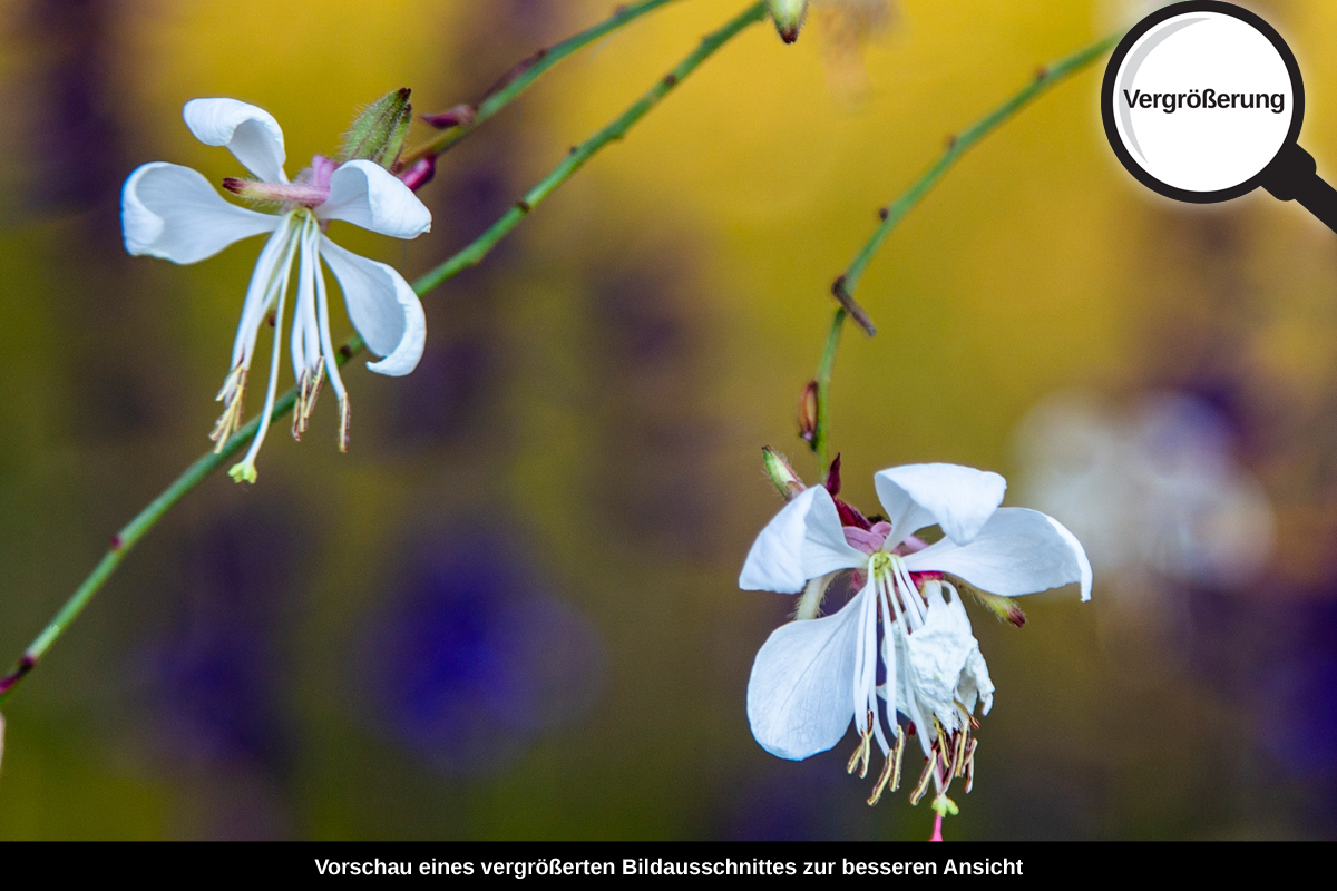 3-117-1342-bild-gross-weiss-klein-blume-zart_l