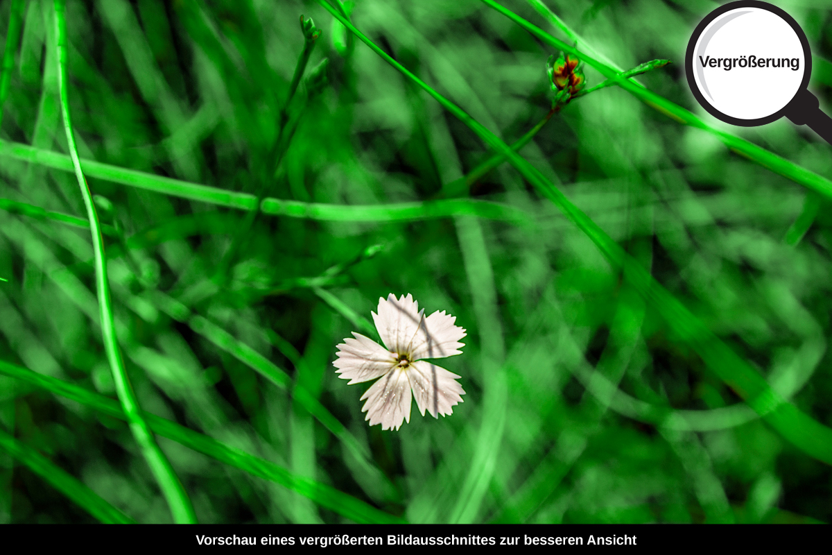 3-117-1402-bild-gross-gras-gruen-bluemchen_l