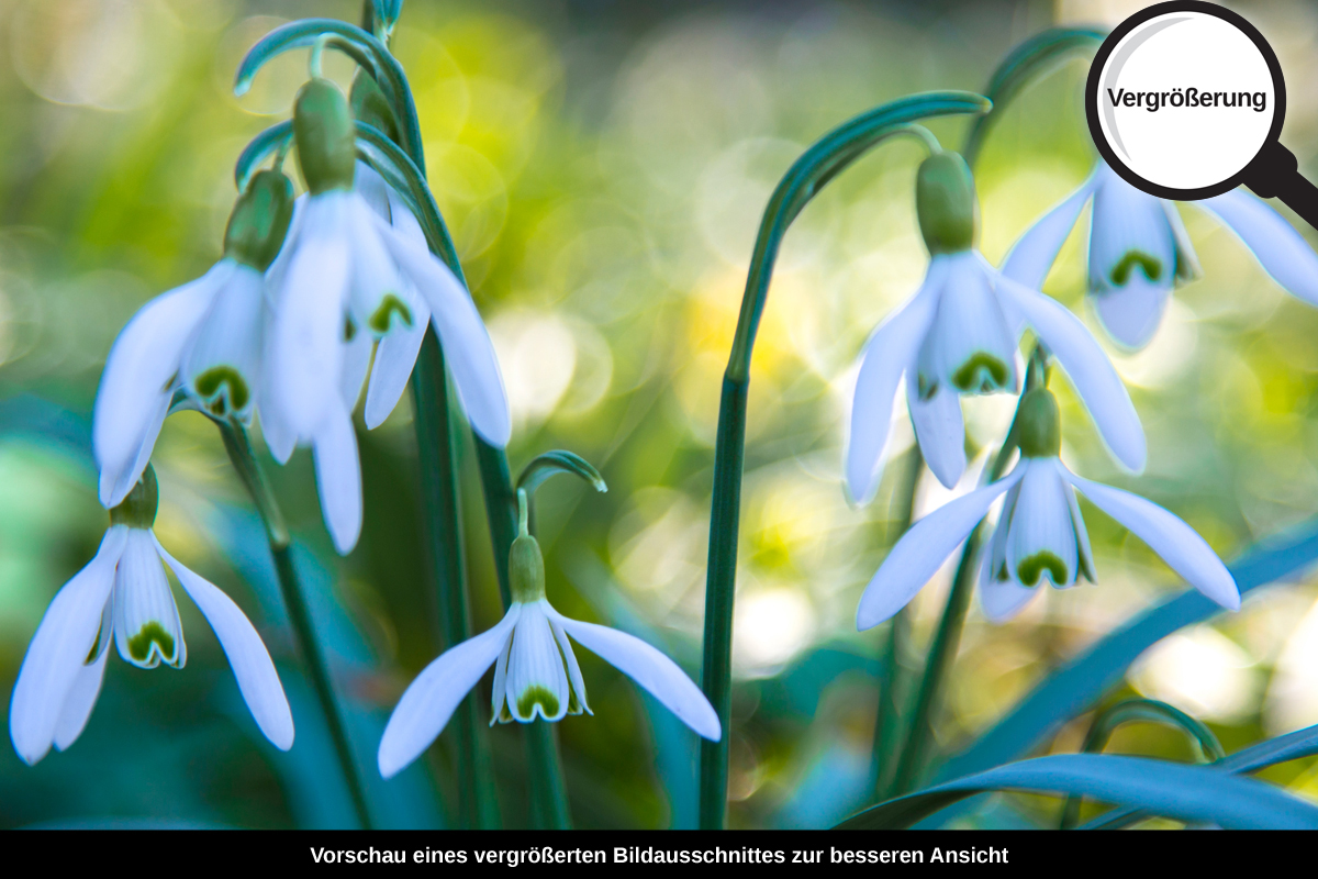 3-117-1425-bild-gross-schneegloeckchen-weiss-fruehlung_l