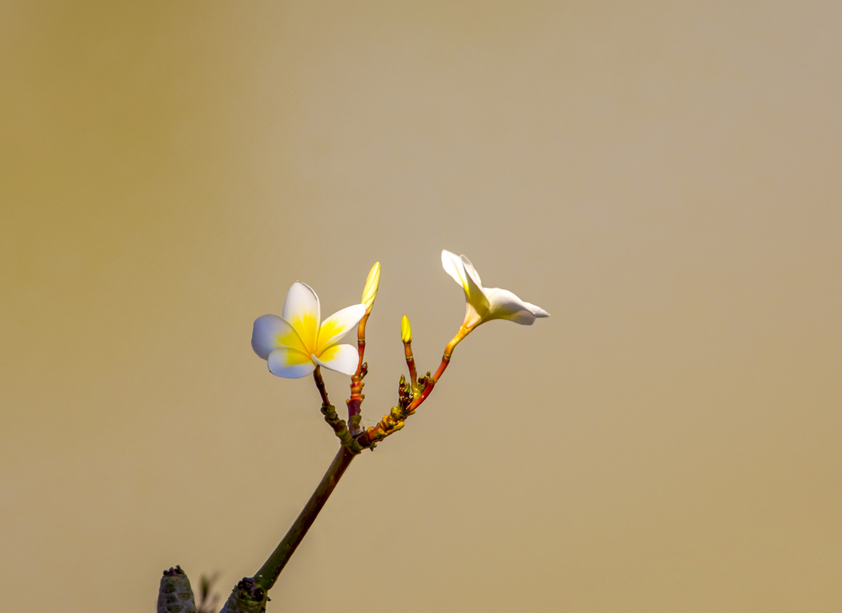 1-117-1430-blume-bluete-beige-fotokunst-gerahmt_l