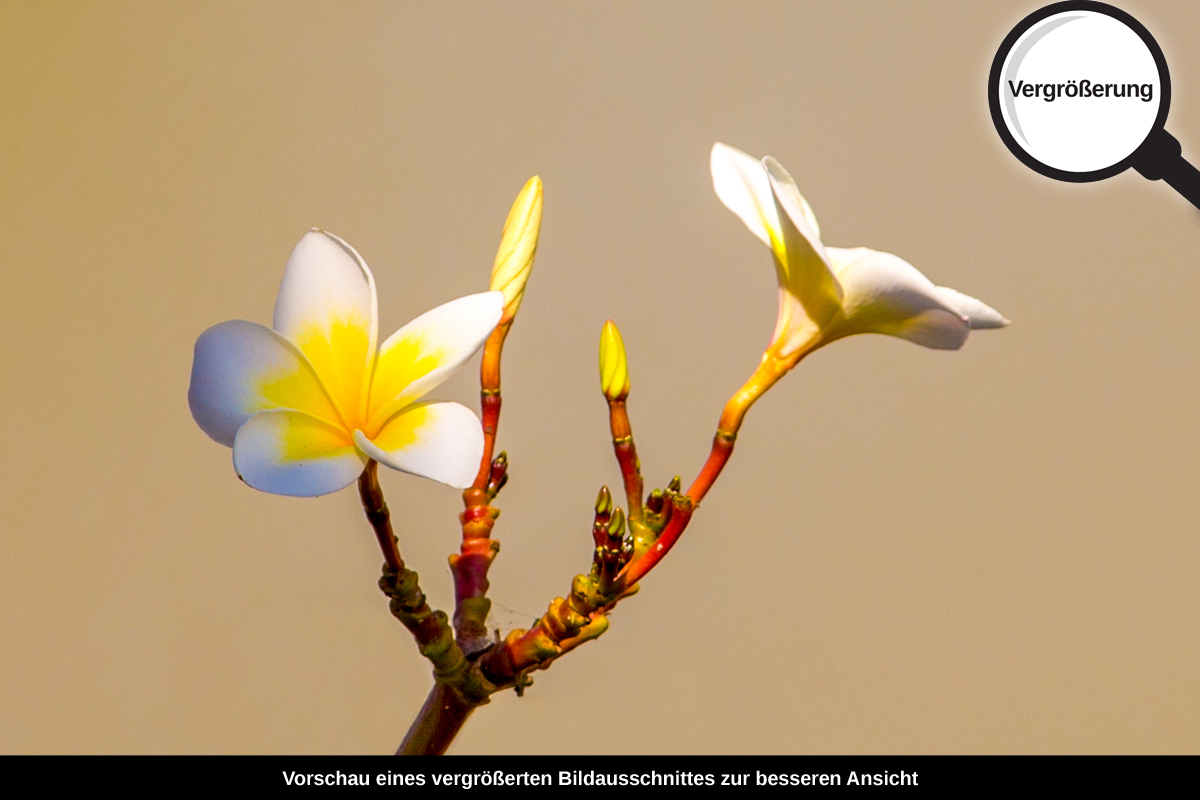 3-117-1430-bild-gross-blume-bluete-beige_l