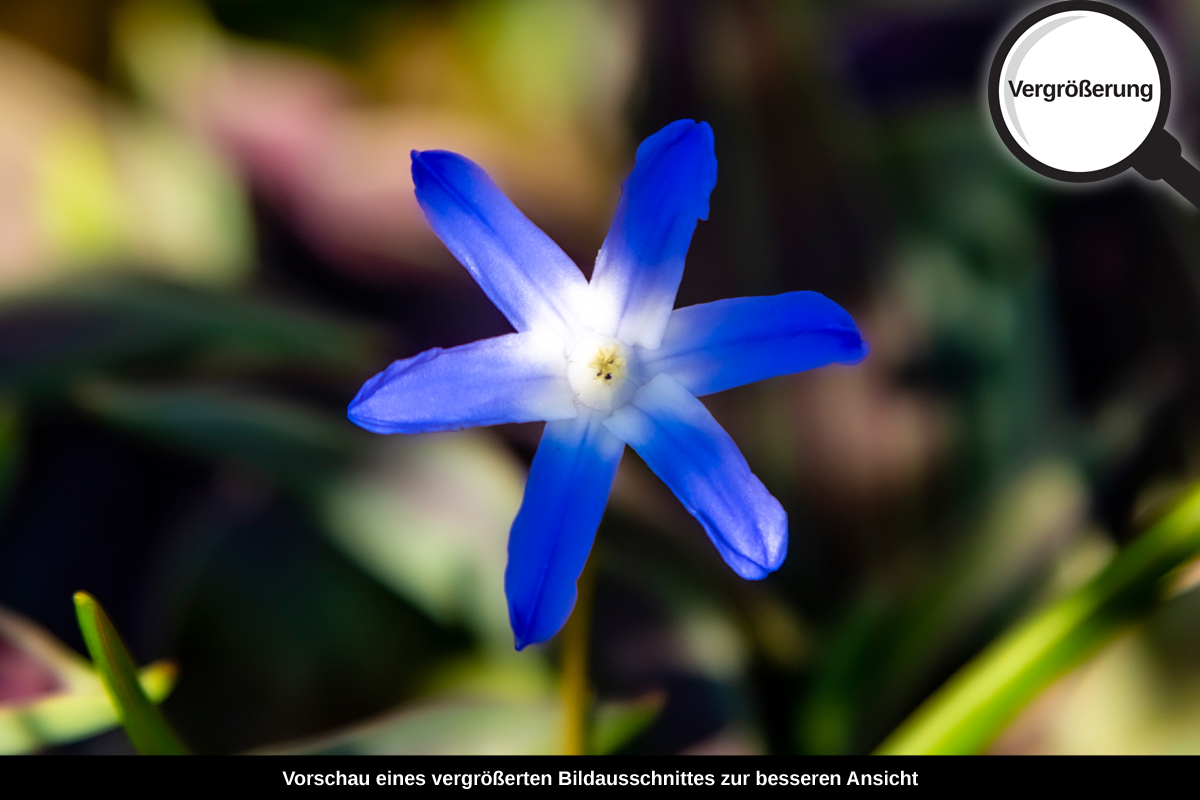 3-117-1435-bild-gross-ultrablau-bluemchen-natur_l