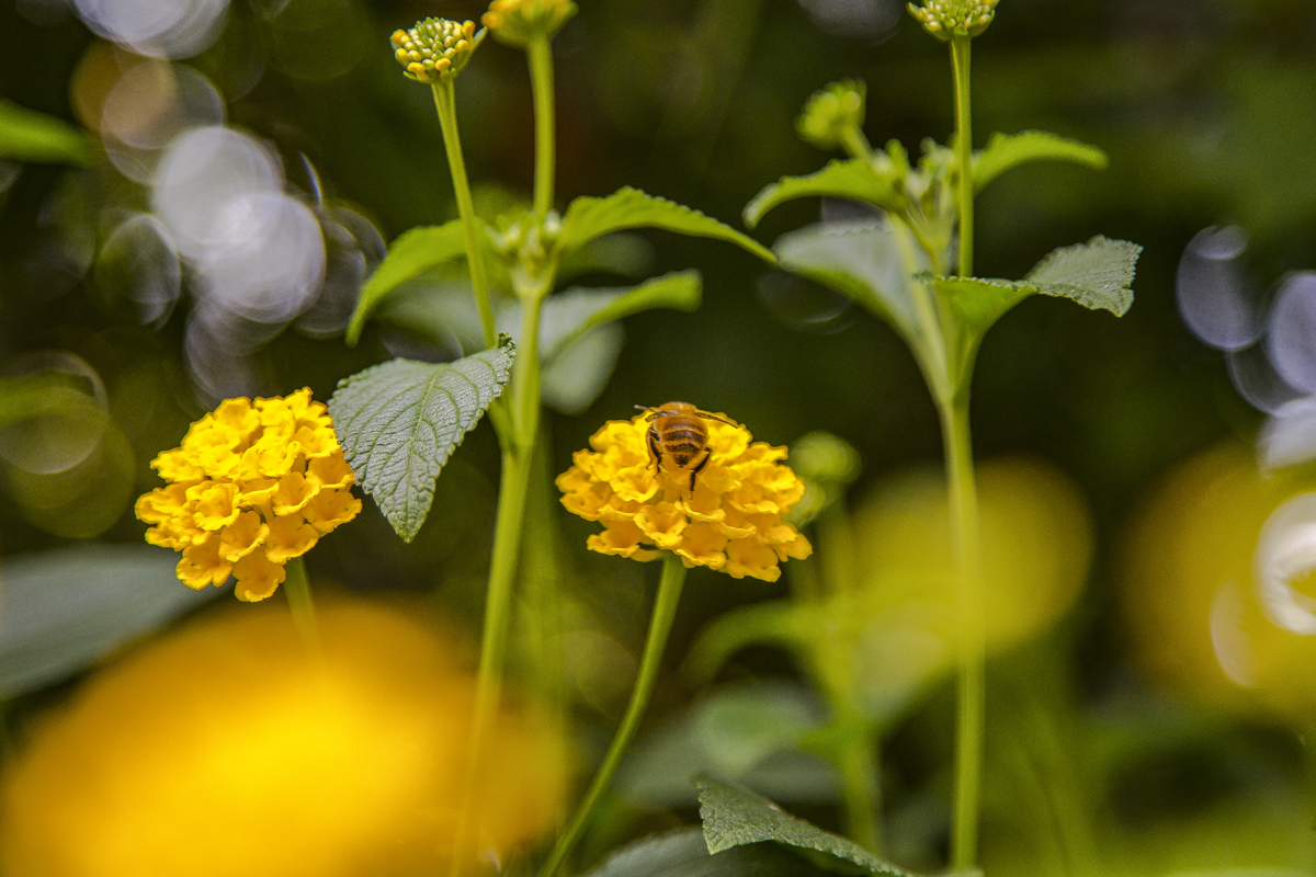 1-117-1603-golden-blume-biene-sommer-einzigartig-galleries_l