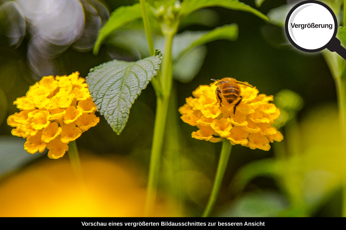 3-117-1603-bild-gross-golden-blume-biene-sommer_l