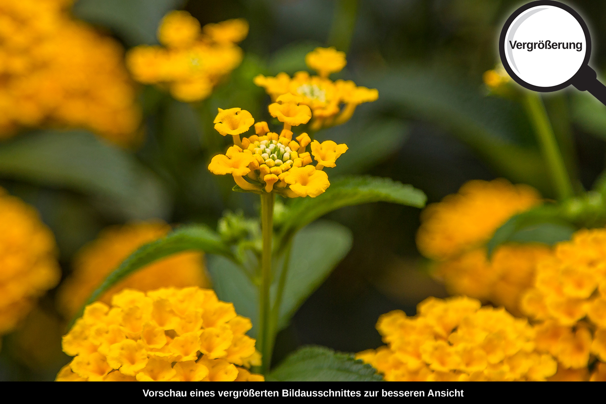 3-117-1604-bild-gross-golden-kugel-blume-natur_l