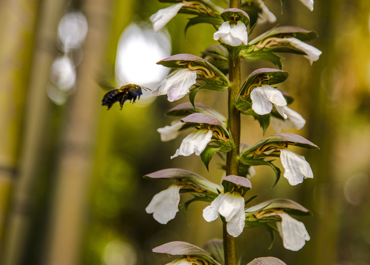 1-117-1605-blume-weiss-rosig-insekt-fotografie-gemaelde_l