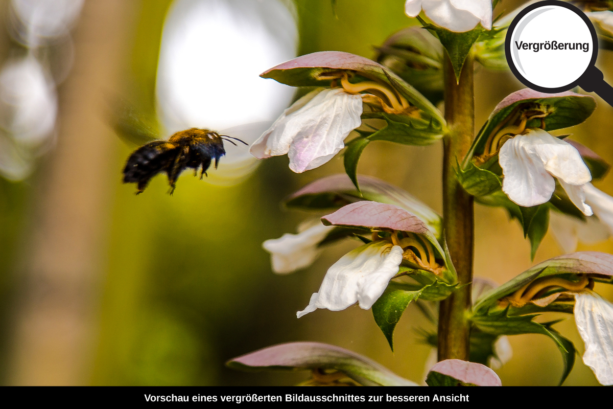 3-117-1605-bild-gross-blume-weiss-rosig-insekt_l