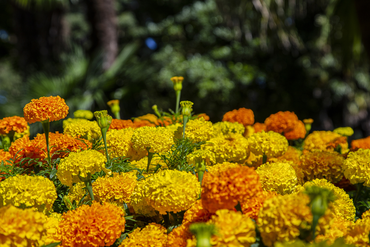 1-117-1614-golden-orange-freudig-blume-fotokunst-gerahmt_l