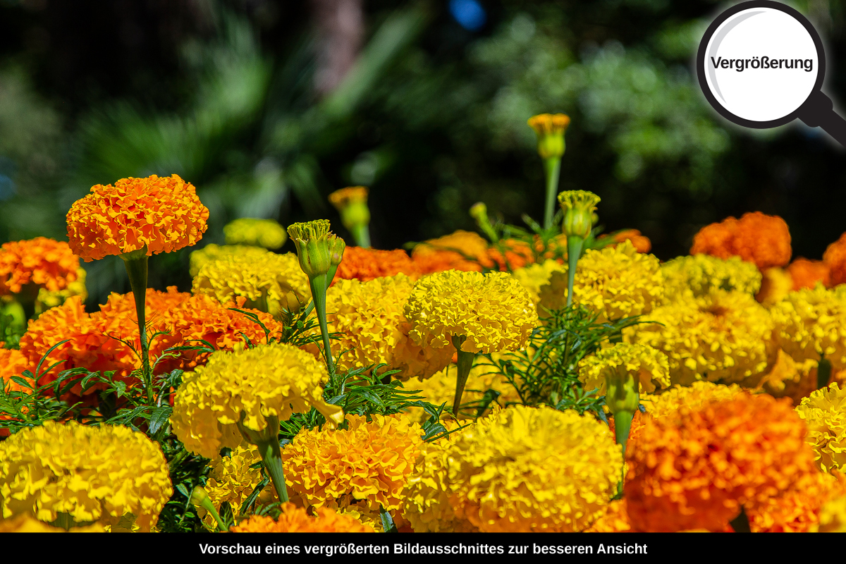 3-117-1614-bild-gross-golden-orange-freudig-blume_l