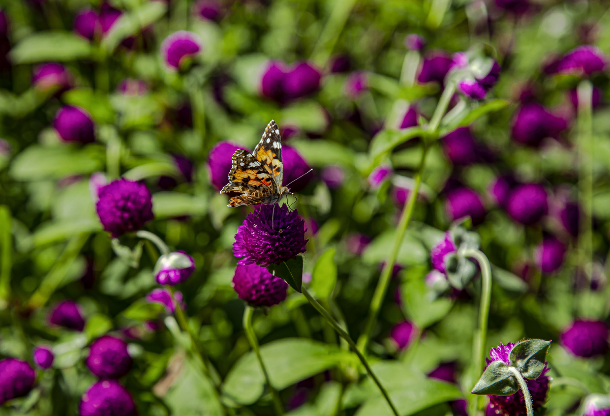 1-117-1625-magenta-kugel-schmetterling-blume-fotokunst-online-kaufen-gerahmte-bilder_l