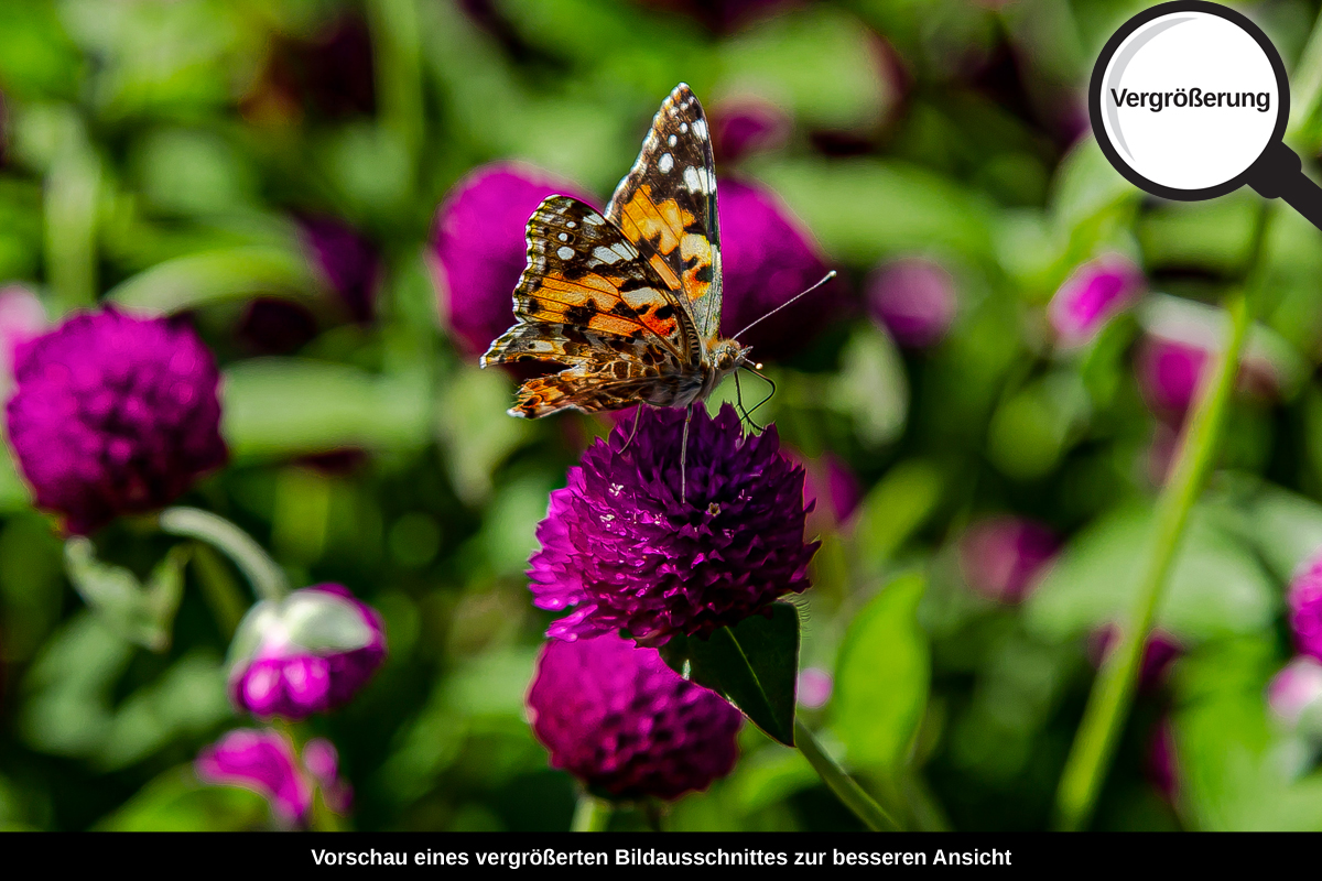 3-117-1625-bild-gross-magenta-kugel-schmetterling-blume_l