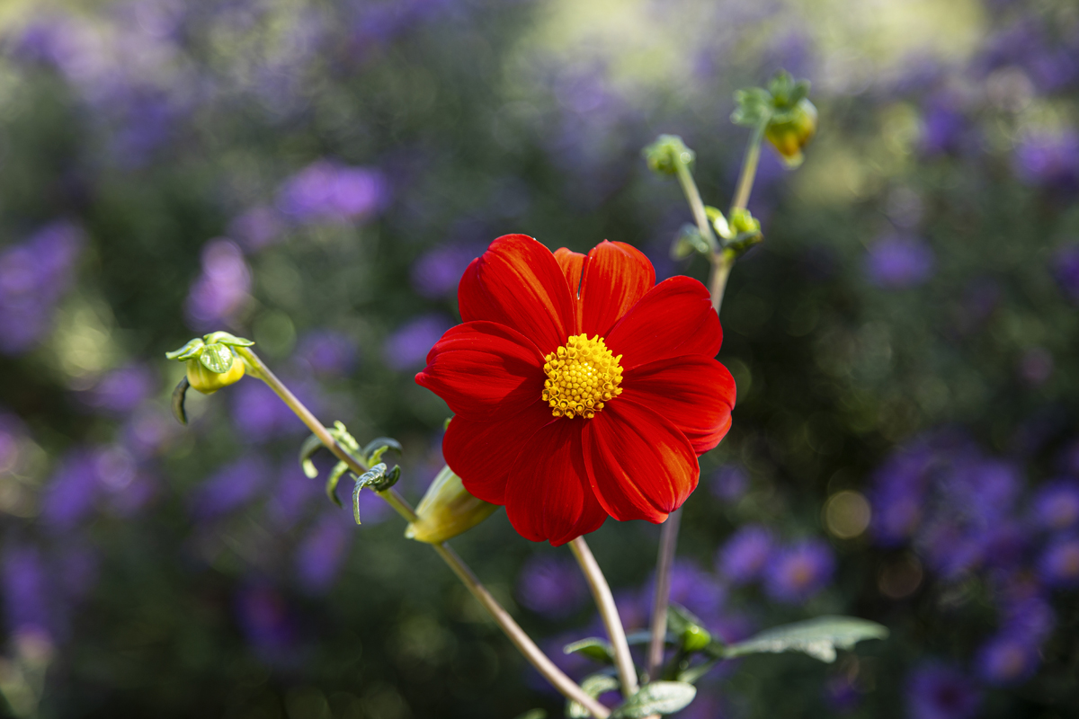 1-117-1626-blumen-feld-rot-violett-frei-waehlbaren-groessen_l