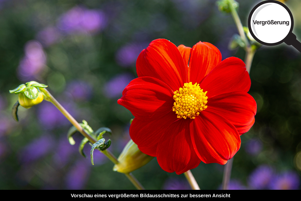 3-117-1626-bild-gross-blumen-feld-rot-violett_l