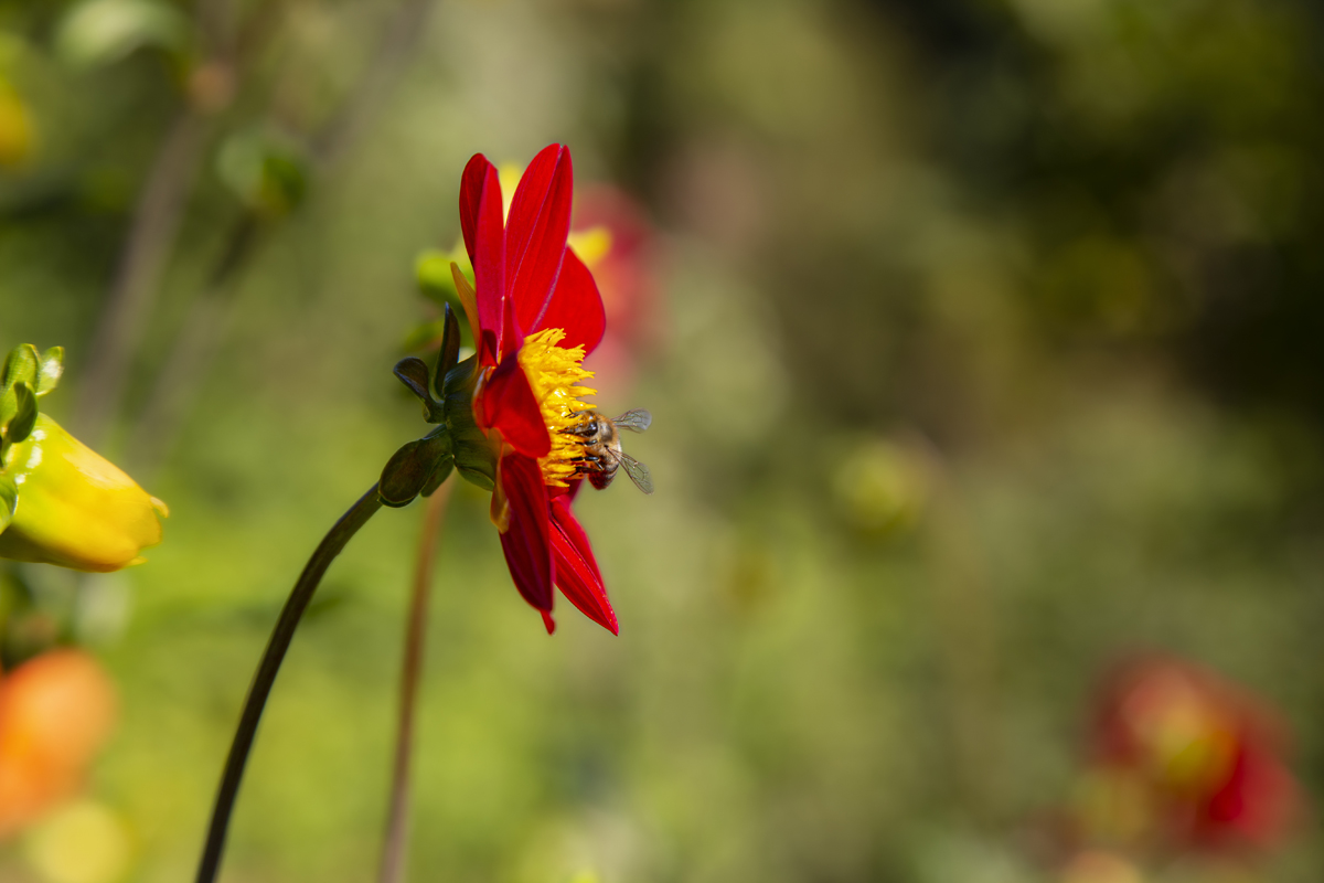 1-117-1627-blume-rot-biene-sommer-glasbilder-kultur_l