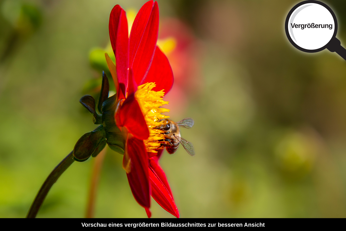 3-117-1627-bild-gross-blume-rot-biene-sommer_l