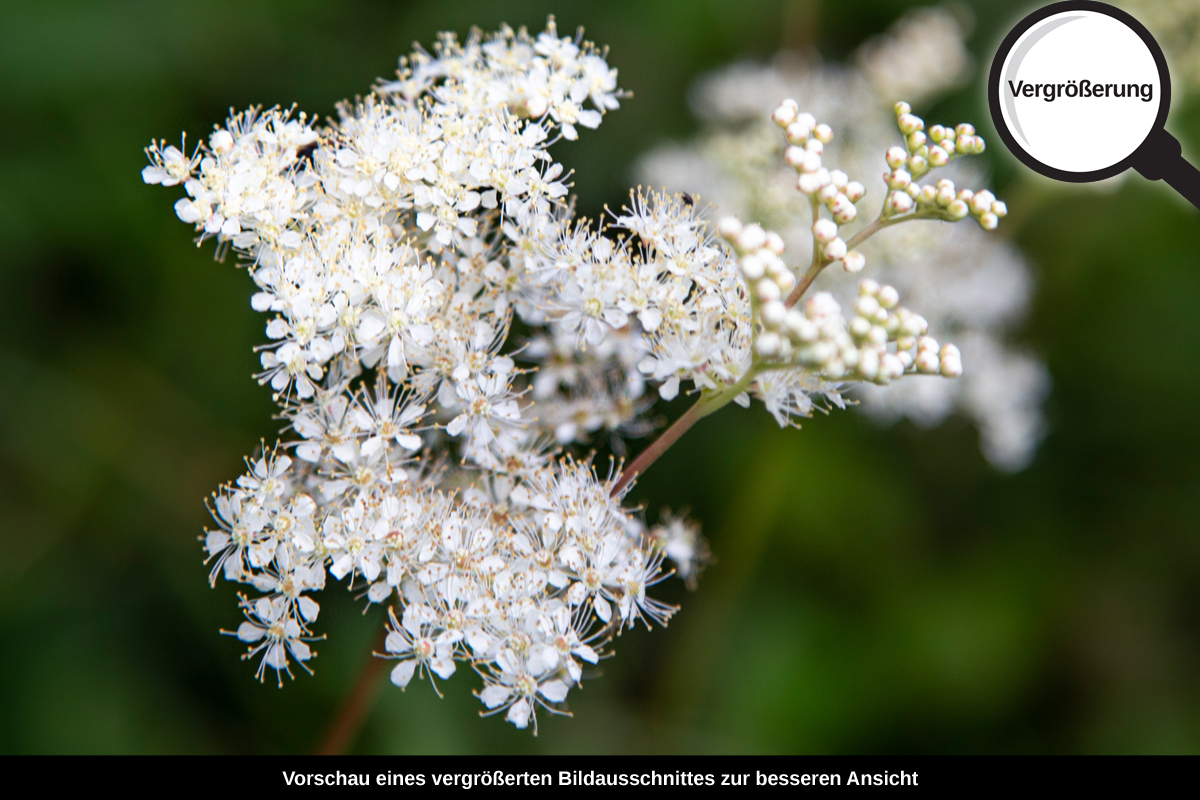 3-104-1266-bild-gross-weisse-blume-gruene_l