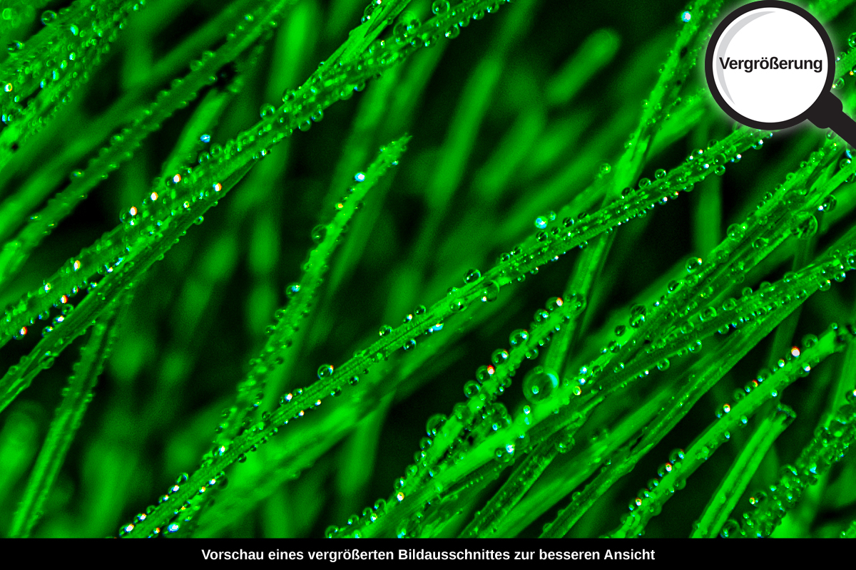 3-109-1282-bild-gross-gras-gruen_l