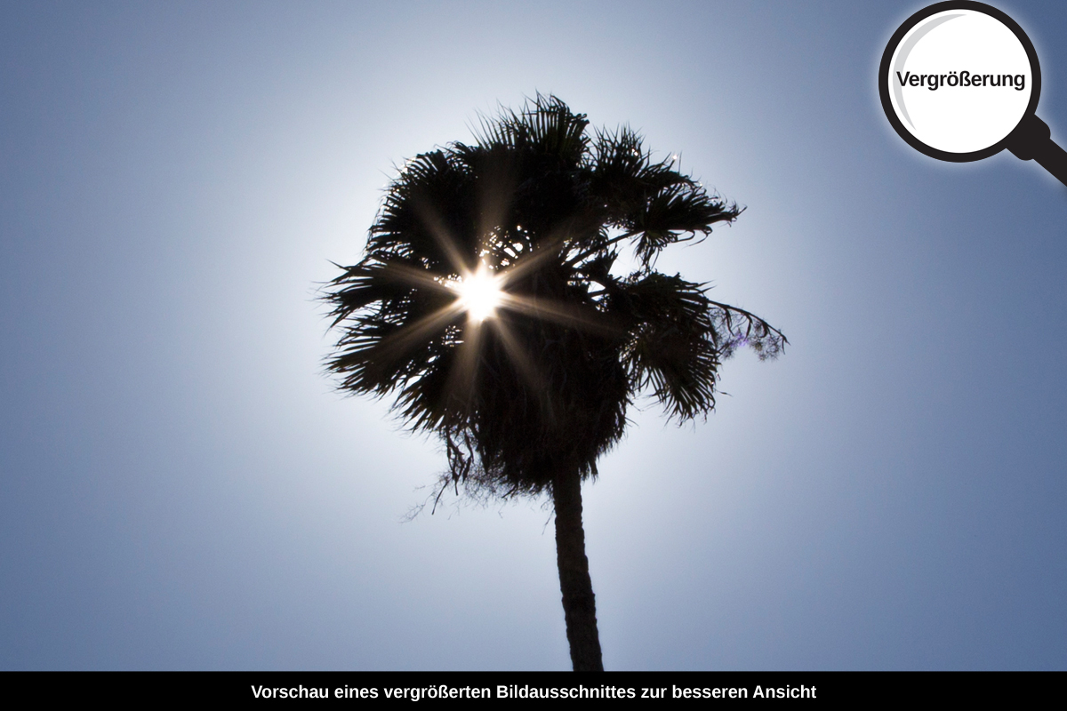 3-109-1546-bild-gross-palme-sonne_l