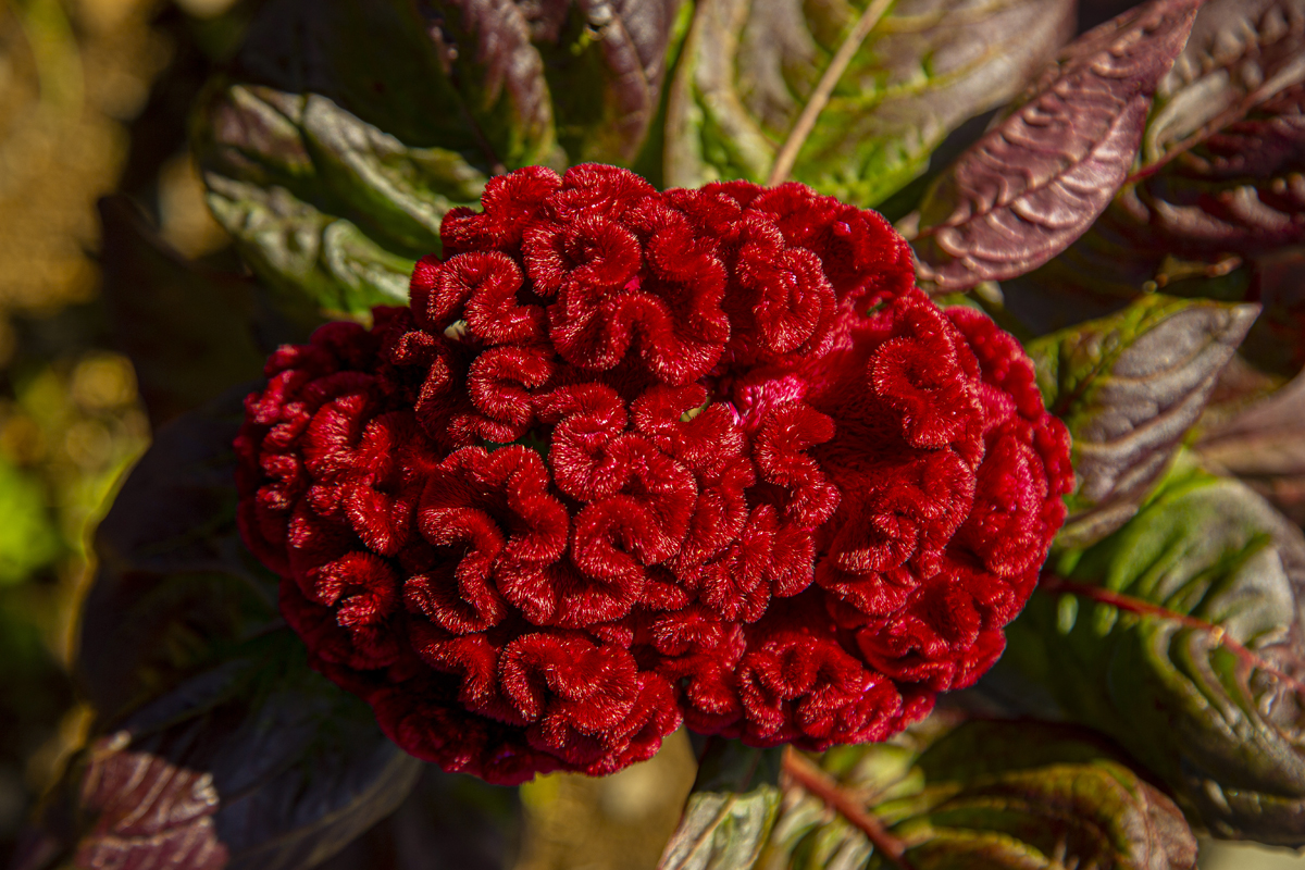 1-108-1623-gehirn-rot-zottig-natur-hochzeitsfotos-kunstklassiker_l