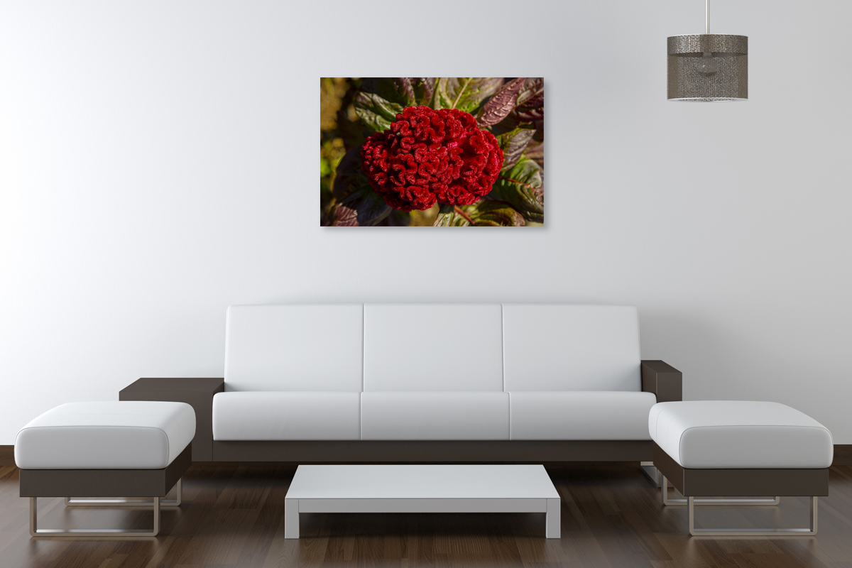 2-108-1623-praxis-gehirn-rot-zottig-natur-hochzeitsfotos-kunstklassiker_l