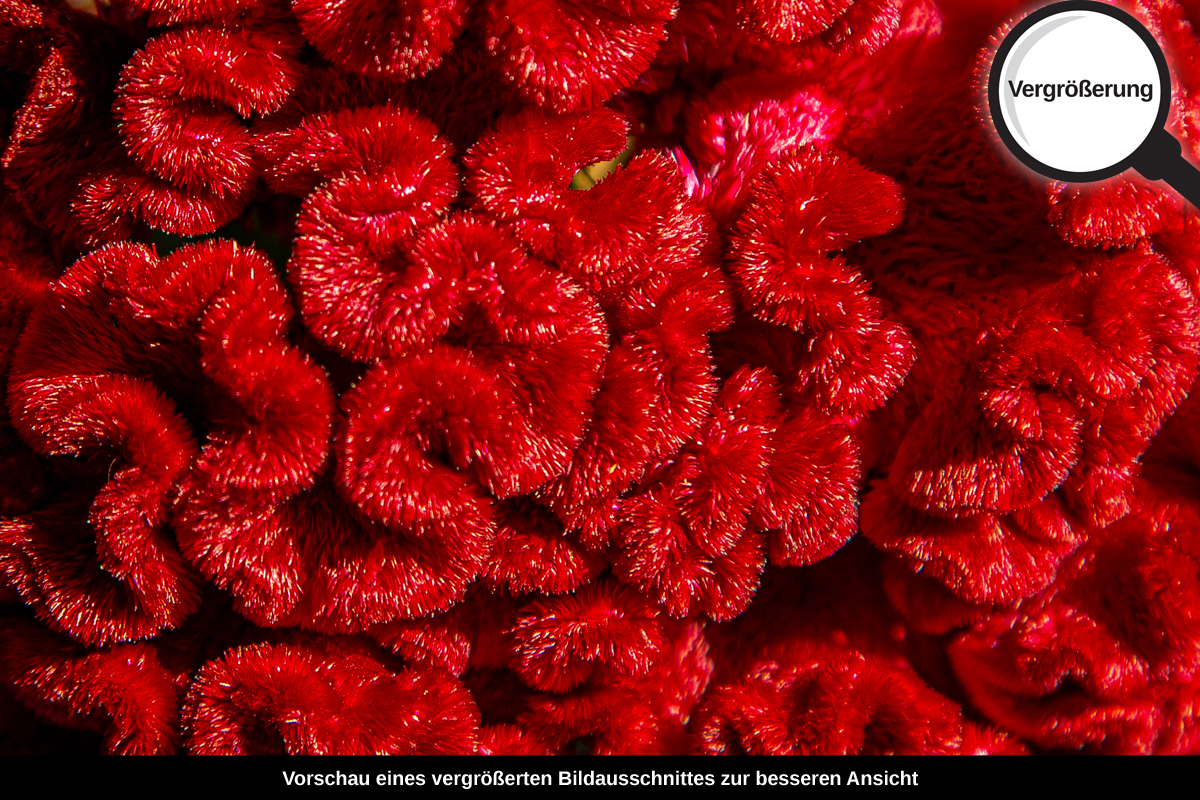 3-108-1623-bild-gross-gehirn-rot-zottig-natur_l