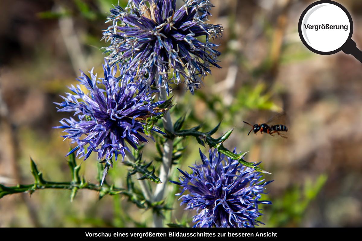 3-117-1417-bild-gross-blume-blau-wellig_l